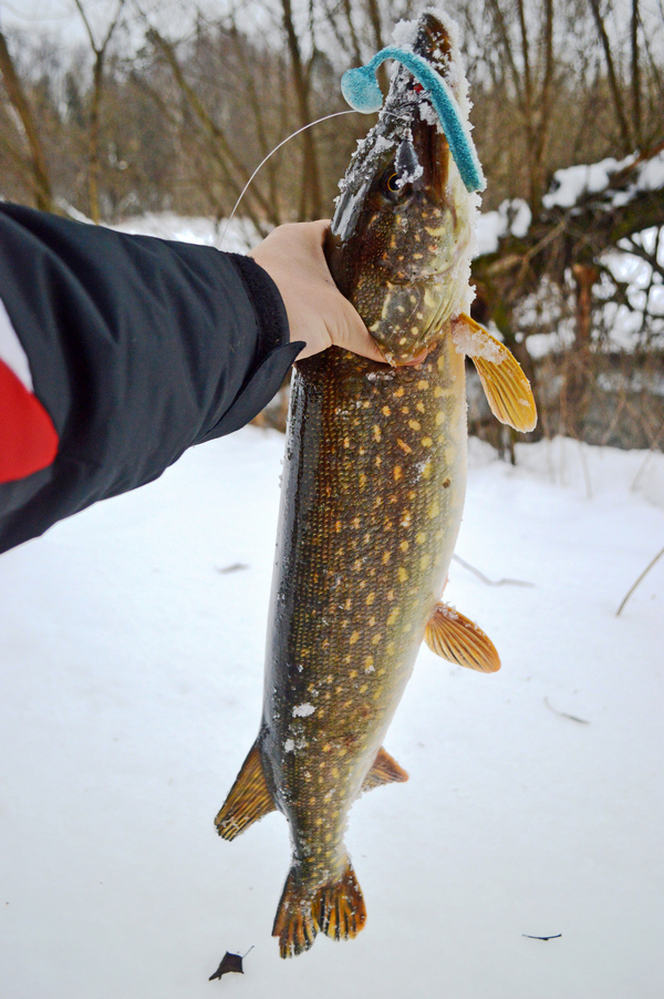 Какое давление считается нормальным для рыбалки зимой на щуку?